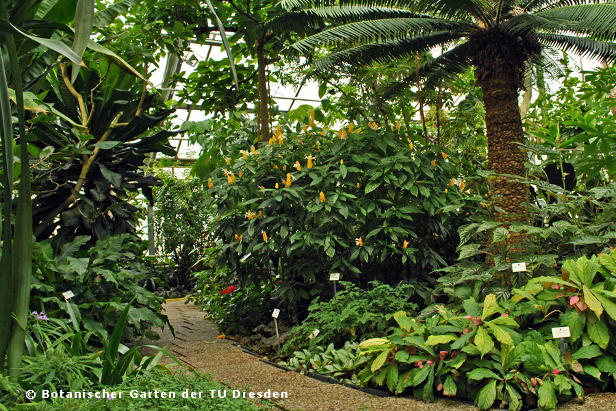 Botanischer Garten Dresden » Führungen & Öffnungszeiten